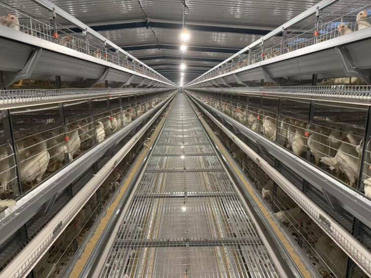 Automatic A-type 3-layer 4-door 96/160 poultry laying hen feeding laying hen cage system