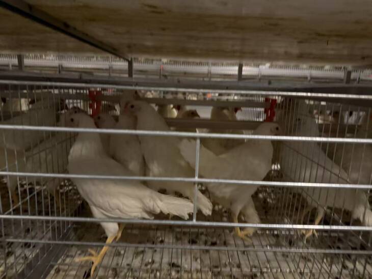 Automatic A-type 3-layer 4-door 96/160 poultry laying hen feeding laying hen cage system - 图片 2